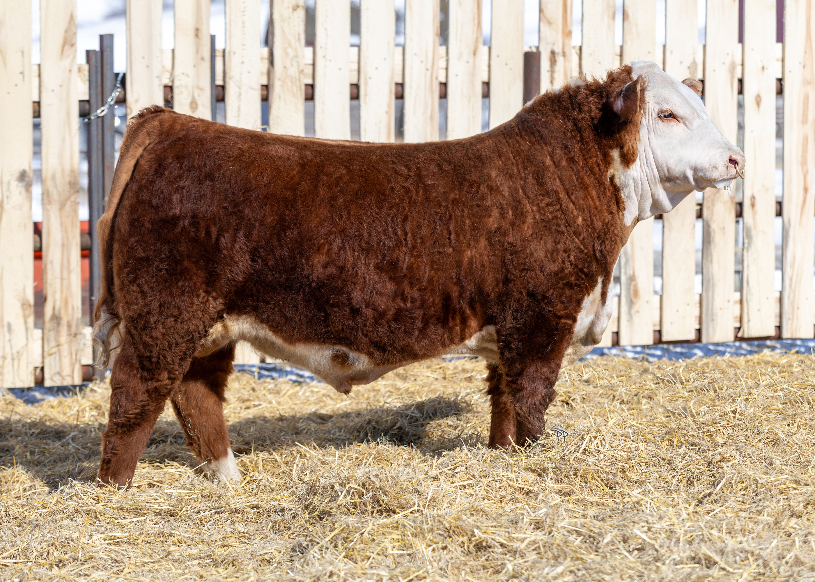 bull